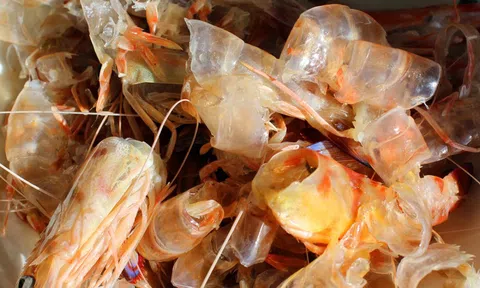 Việt Nam sản xuất tôm tốp 5 thế giới, nhưng thứ bị bỏ đi mới là "mỏ vàng" tỷ đô: Giá trị gấp 25 lần tôm