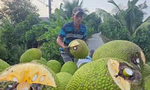 Nhiều loại trái cây rớt giá 'không lối thoát'