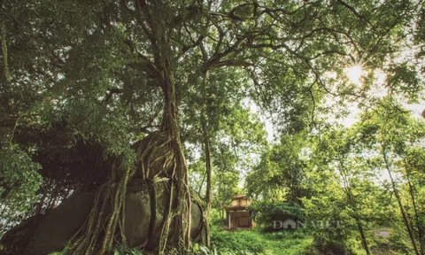 Cây di sản nghìn năm tuổi có dáng độc nhất vô nhị ở Việt Nam: Kiệt tác bonsai thiên tạo