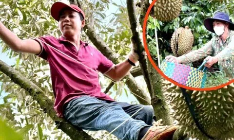 Nghề kiếm chục triệu mỗi ngày từ cây sầu riêng