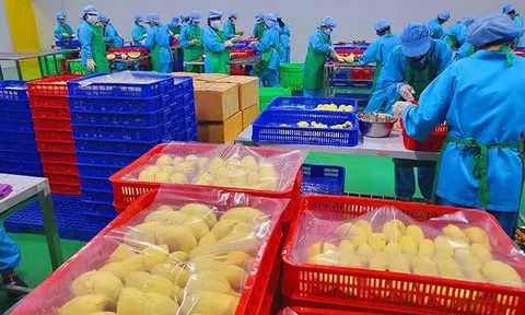 Xuất khẩu hơn 14.000 tấn sầu riêng đông lạnh
