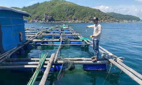 Bắt tạm giam 4 đối tượng trộm cắp tôm hùm, chiếm đoạt hơn 300 triệu đồng