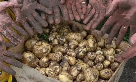Loại củ đắt đỏ bậc nhất thế giới, giá 29 triệu đồng/kg, chỉ duy nhất một nơi có