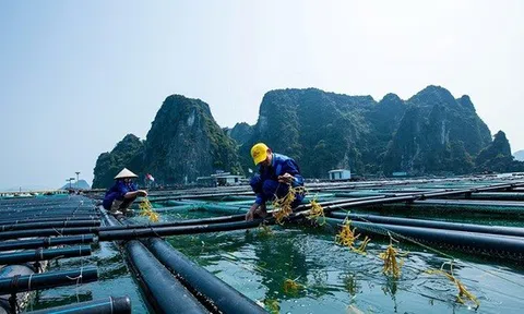Một mặt hàng tỷ đô có lượng xuất khẩu đột biến: Tăng hơn 111% trong một năm sang nước giàu nhất Mỹ Latinh
