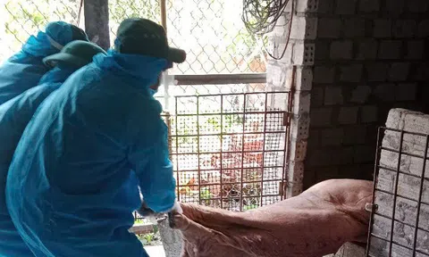 Nhiều địa phương tại Quảng Ngãi ghi nhận các ổ dịch tả lợn châu Phi