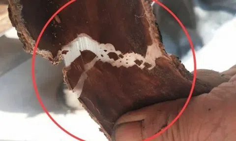 Cây nhả ra “sợi bạc”, bóc vỏ bán là hốt bộn tiền, ở Việt Nam cũng có