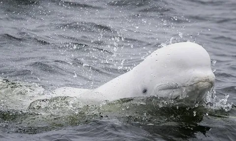 Lần theo dấu vết của 57.000 chú cá voi trắng Bắc Cực