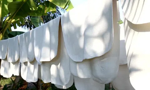 Hàng nghìn tấn 'vàng trắng' của Việt Nam được Mỹ mua với giá đắt đỏ: 1/3 thế giới ưa chuộng, nước ta nắm giữ diện tích trồng hơn 900.000 ha