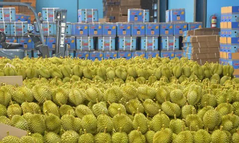 Xuất hiện cứu tinh cho ngành sầu riêng Việt Nam: Xuất khẩu tăng gấp 3 lần, đến Thái Lan cũng mạnh tay chốt đơn