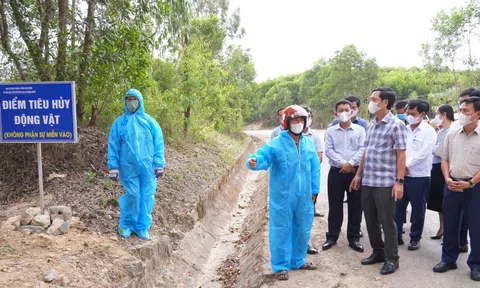 Dịch tả lợn châu Phi lan rộng, Quảng Trị khẩn trương phòng, chống