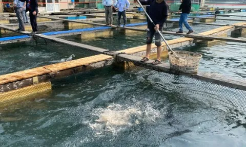 Kho báu ngầm của Việt Nam được Hàn Quốc, Thái Lan cực kỳ mê: Nửa năm thu hơn 300 triệu USD - Mỹ, Trung Quốc cũng liên tục chốt đơn