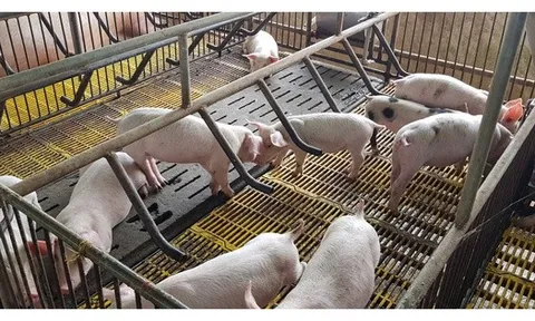 Giá heo hơi giảm sâu, người nuôi "bán tháo" né dịch