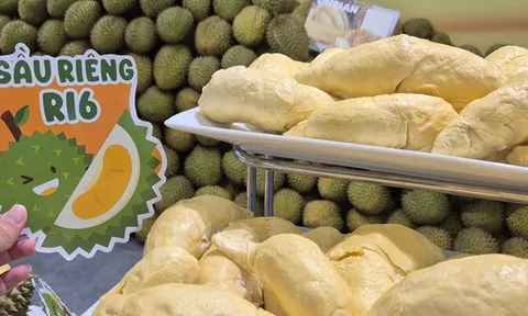 Khởi sắc chưa đầy 1 tháng, giá sầu riêng lại đảo chiều đi xuống