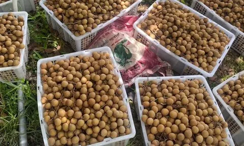 Không phải sầu riêng, một loại quả đang khiến nông dân Thái Lan rơi vào cảnh ‘sầu’: Sản lượng tăng nóng khiến giá giảm mạnh, Chính phủ vừa chi 1 tỷ baht để giải cứu