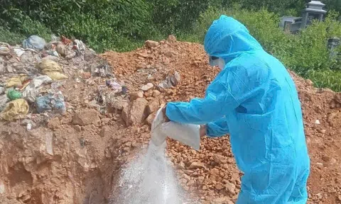 Đà Nẵng triển khai biện pháp cấp bách phòng, chống dịch tả lợn châu Phi
