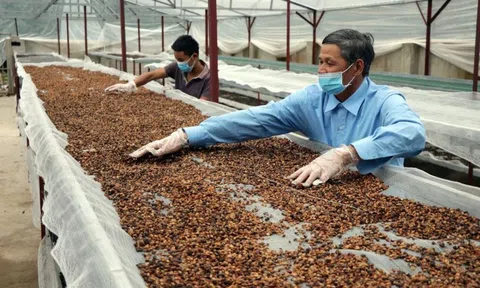 Vừa phá kỷ lục, một mặt hàng tỷ USD của VN chinh phục hơn 80 nước đang “gặp khó”: Thủ tướng chỉ đạo gì?