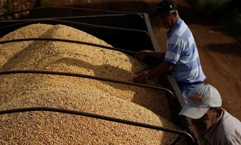 Lào đưa sang Việt Nam hàng chục nghìn tấn hàng quan trọng - Nước ta có diện tích trồng top 30 thế giới vẫn phải chi tiền nhập khẩu
