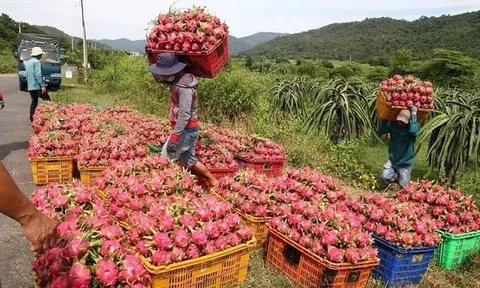 Họp 'nóng' tìm cách khơi thông ách tắc nông sản xuất châu Âu