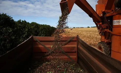 Không thể trồng trong nước, Mỹ có thể miễn thuế nhập khẩu với một loạt nông sản quan trọng, Việt Nam xuất khẩu sang hàng chục nghìn tấn từ đầu năm