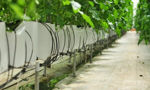 Tỉnh này đã làm gì mà loại quả quen thuộc với người Việt tăng gấp 3 năng suất, "đẻ vàng" quanh năm?