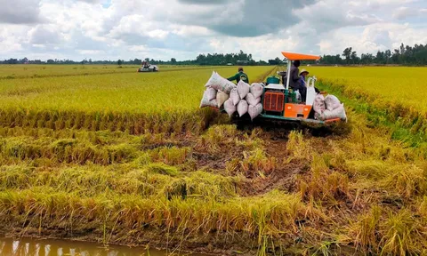 Mặt hàng kiếm 5,6 tỷ đô của Việt Nam có cách giảm mạnh phát thải, dân lãi đậm gần nửa lượng vàng/hecta