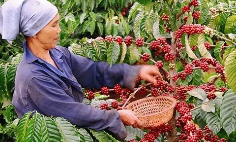 Loại nông sản nào xuất khẩu ấn tượng nhất 7 tháng qua?