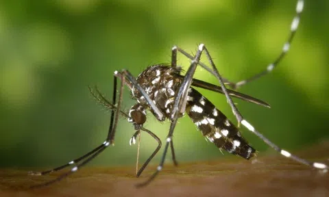 Bộ Y tế thông tin về bệnh gây đau, viêm khớp do lây từ muỗi Aedes