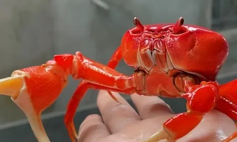 Độc lạ nuôi cua cảnh