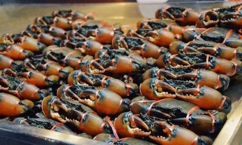 Kho báu dưới nước của Việt Nam sang Trung Quốc, EU đắt hàng kỷ lục: đạt đỉnh 10 năm, chất lượng thơm ngon vượt trội