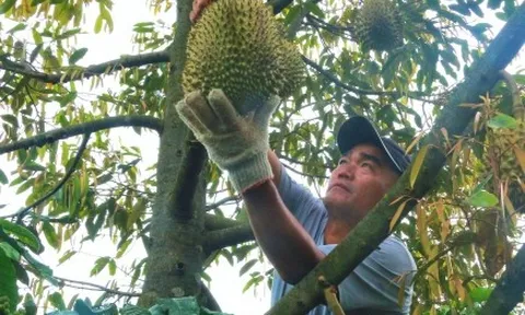 Sầu riêng sượng nước, nông dân Đắk Lắk bất lực nhìn giá rớt thảm