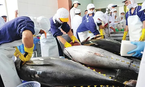 Xuất khẩu cá ngừ sang Pháp tăng trở lại