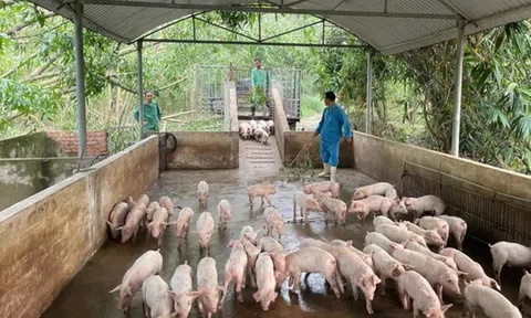 Nhiều khó khăn trong kiểm soát dịch tả lợn châu Phi