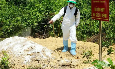 Quảng Ngãi kiểm soát chặt chẽ vùng biên giới để ngăn ngừa dịch tả lợn châu Phi