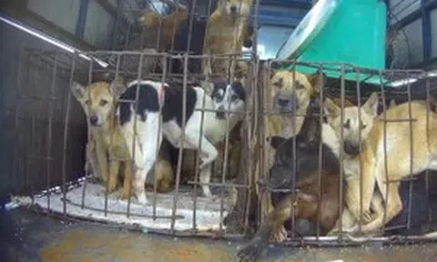 'Chuyển đổi mềm' để chấm dứt buôn bán thịt chó, mèo ở Hà Nội