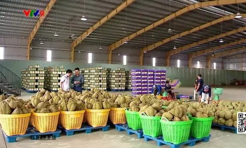 Giá sầu riêng xuất khẩu tăng trở lại