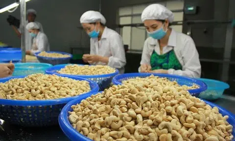 Kim ngạch xuất khẩu hạt điều tăng mạnh