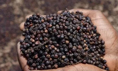 Hồ tiêu Việt Nam xuất khẩu chạm mốc tỷ USD