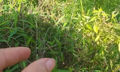 Sống lại một trời ấu thơ