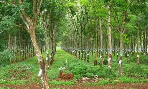 Doanh nghiệp có được chuyển đất trồng cây lâu năm thành đất ở?