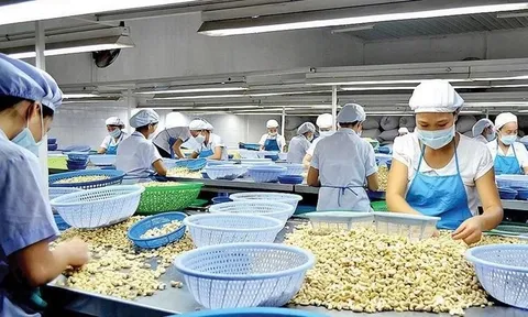 Lý do Trung Quốc rốt ráo gom mua hạt điều Việt Nam