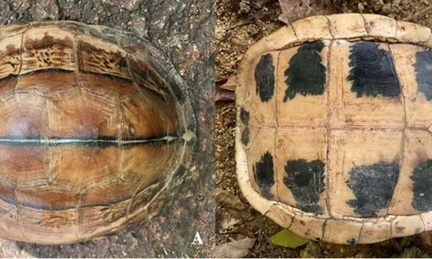 Việt Nam sở hữu “báu vật” độc nhất vô nhị: Đang có nguy cơ biến mất vĩnh viễn