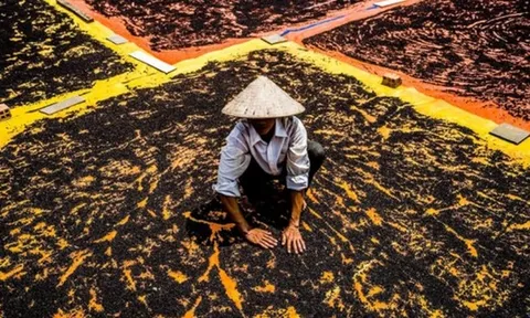 Hơn 100 quốc gia tranh nhau mua ,"vàng đen" của Việt Nam thống lĩnh thị trường Mỹ