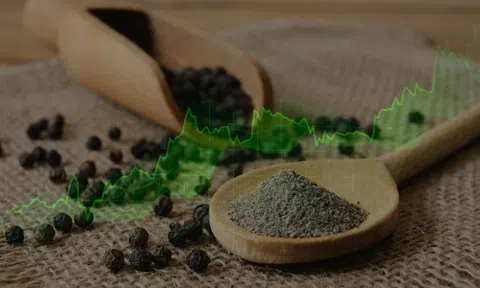Giá tiêu nội địa tăng mạnh trở lại