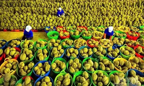 Rau quả Việt xuất sang Mỹ thu về hơn 300 triệu USD