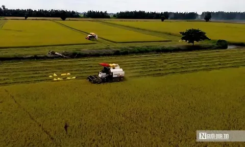 Vụ Hè thu ở đồng bằng sông Cửu Long: Nông dân vui ít, lo nhiều