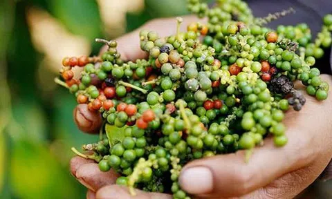 Giá tiêu 28/8: Tiêu nội địa liên tục tăng mạnh
