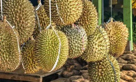 Một đối thủ sầu riêng của Việt Nam vừa bắt tay Trung Quốc thành lập liên doanh sầu riêng triệu đô: Sắp có 9 kho lạnh công suất 100.000 tấn, sở hữu đội container khủng