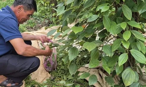 Giá tiêu hôm nay 31-8: Những yếu tố đẩy giá