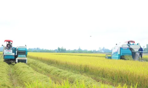'Bài học xương máu' nhìn từ vụ kiện gạo Việt Nam ngon nhất thế giới