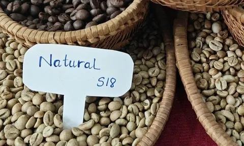 Giá cà phê hôm nay 3-9: Giảm khủng khiếp